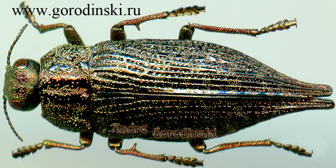 http://www.gorodinski.ru/buprestidae/Dicerca sp..jpg